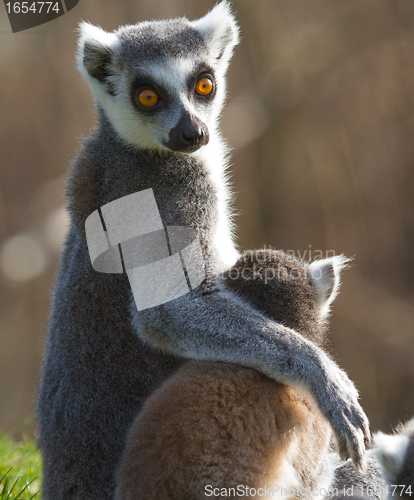 Image of Ring-tailed lemur (Lemur catta) 