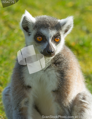 Image of Ring-tailed lemur (Lemur catta) 