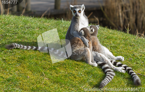 Image of Ring-tailed lemur (Lemur catta) 