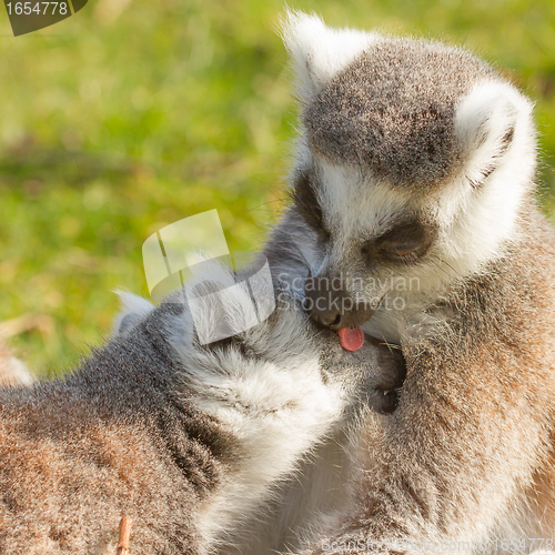 Image of Ring-tailed lemur (Lemur catta) 