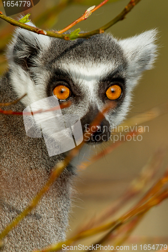 Image of Ring-tailed lemur (Lemur catta) 