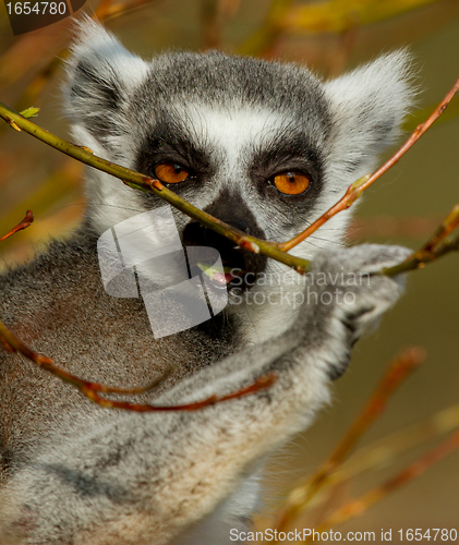 Image of Ring-tailed lemur (Lemur catta) 