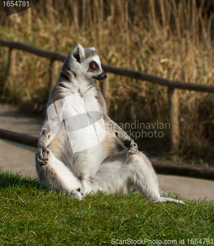 Image of Ring-tailed lemur (Lemur catta) 