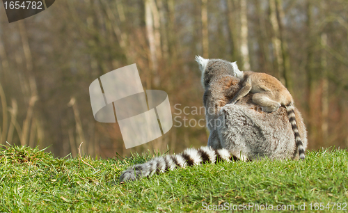 Image of Ring-tailed lemur (Lemur catta) 