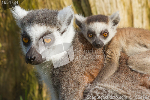 Image of Ring-tailed lemur (Lemur catta) 