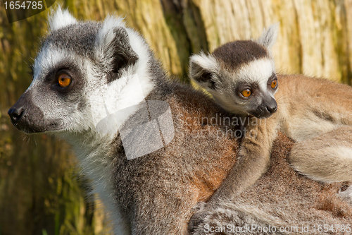 Image of Ring-tailed lemur (Lemur catta) 