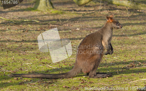 Image of Close-up swamp wallaby