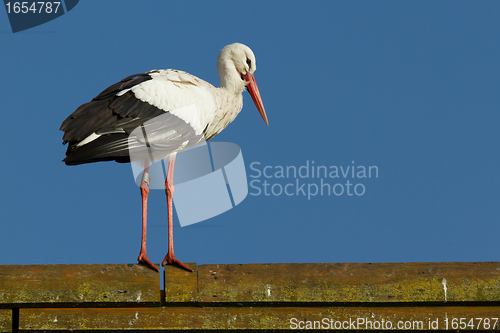 Image of A stork on a roof