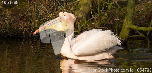 Image of A swimming pelican 