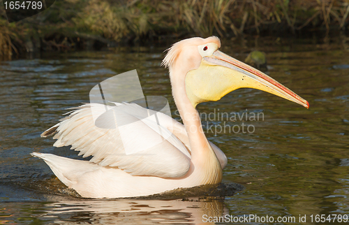 Image of A swimming pelican 
