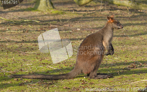 Image of Close-up swamp wallaby