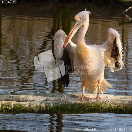 Image of A pelican 