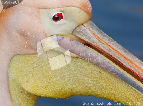 Image of A close-up of a pelican 