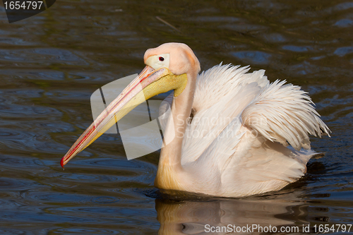 Image of A swimming pelican 