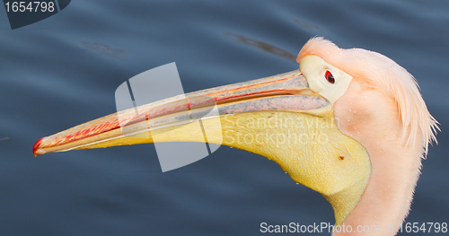 Image of A close-up of a pelican 