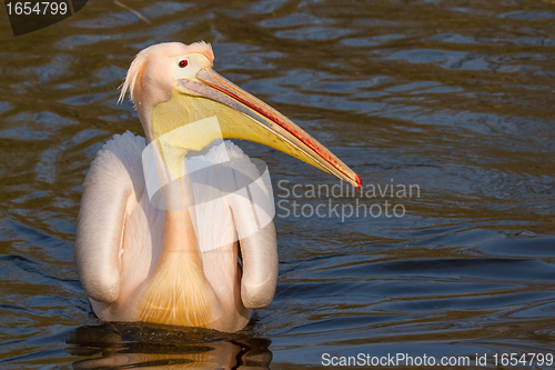 Image of A swimming pelican 