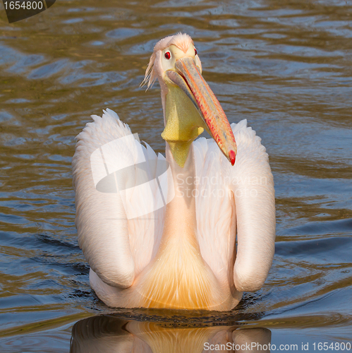 Image of A swimming pelican 