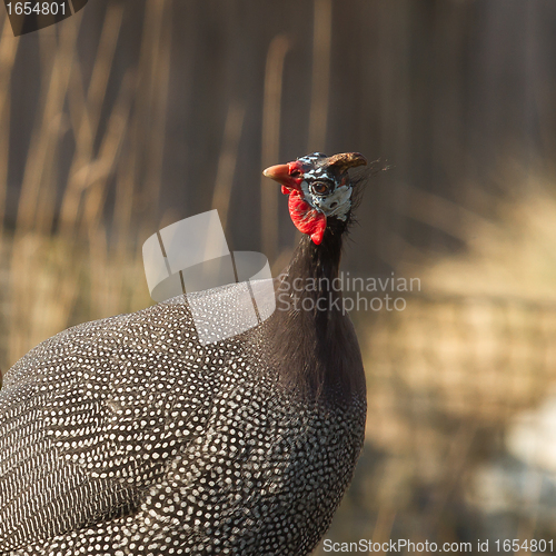 Image of Helmeted Guinea Hen Bird