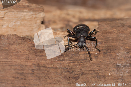 Image of A black beetle