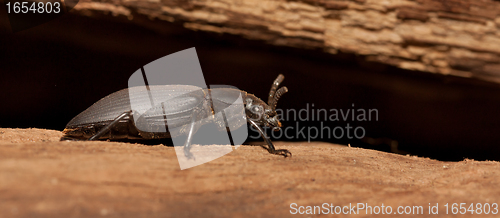 Image of A black beetle