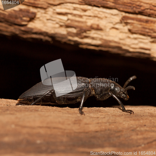 Image of A black beetle