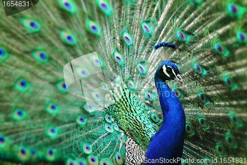 Image of peacock with nice feathers