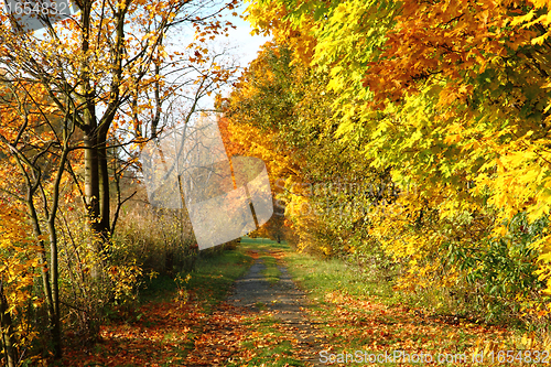 Image of autumn way in the park