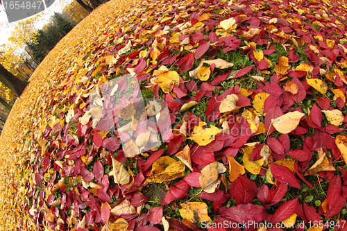 Image of autumn leafy background 