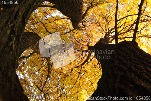 Image of old tree in the autumn