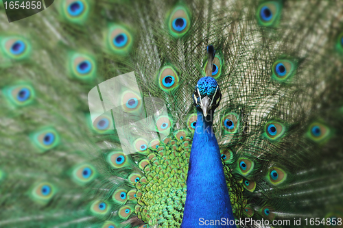 Image of peacock with nice feathers