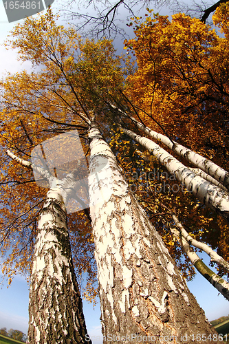 Image of old tree in the autumn