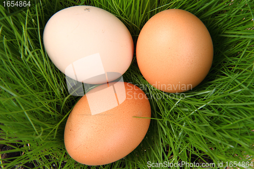 Image of easter eggs in the green grass