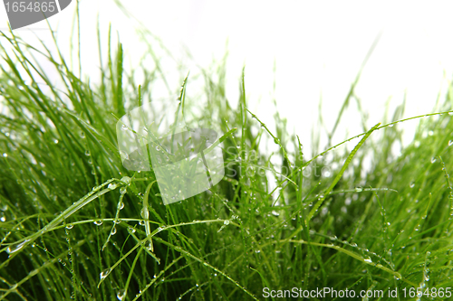 Image of green grass with drops of water