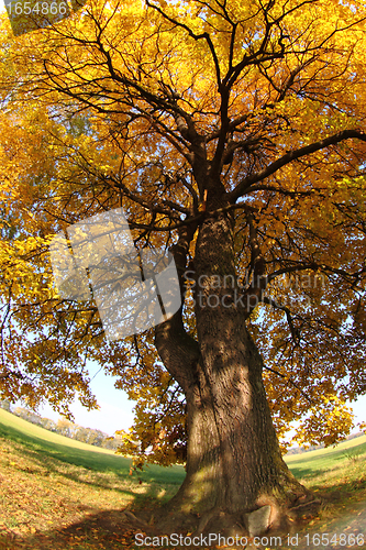 Image of old tree in the autumn