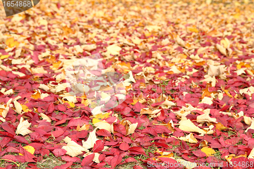 Image of autumn leafy background 
