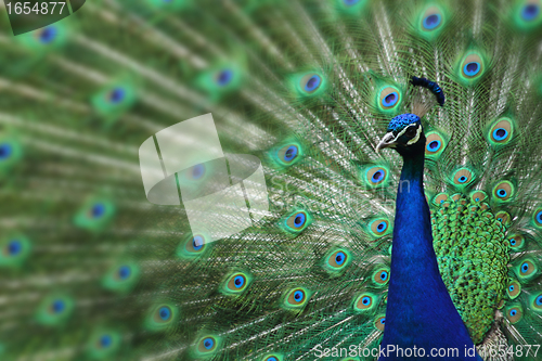 Image of peacock with nice feathers