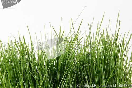 Image of green grass