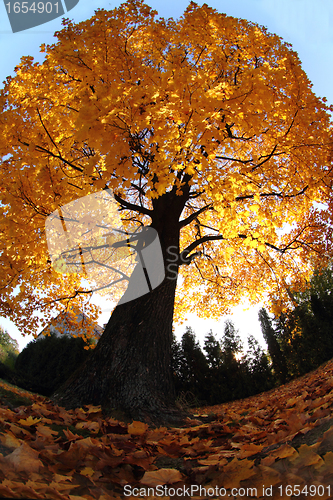 Image of old tree in the autumn