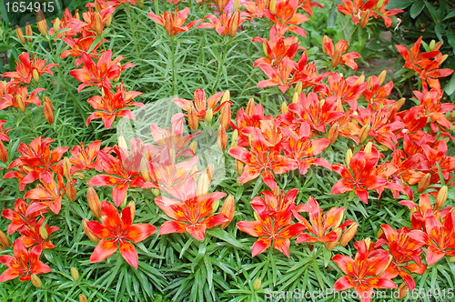 Image of Orange lilies