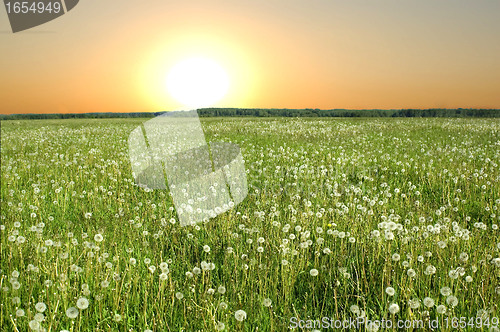 Image of dandelions