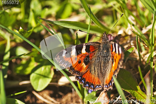 Image of small tortoiseshell, Nymphalis urticae