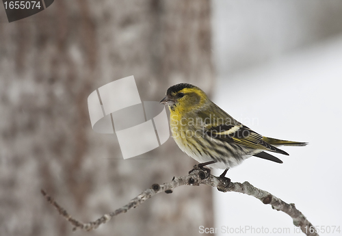 Image of male siskin