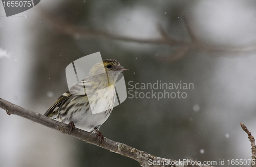 Image of female siskin