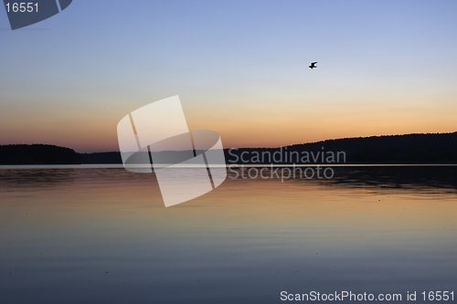 Image of bird under evening sea