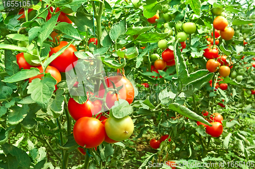 Image of Tomatoes in greenhouse