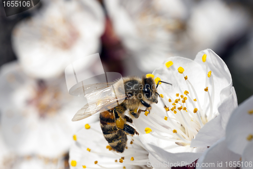 Image of Apis Mellifica