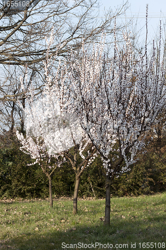 Image of tree in bloom