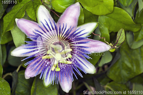Image of spring flower