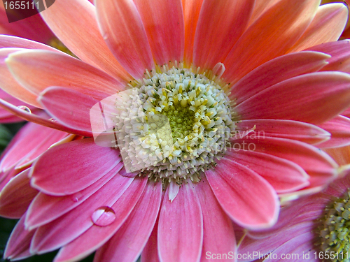 Image of pimk gerbera