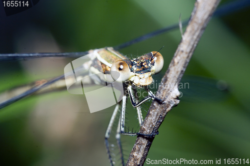 Image of Dragonfly on branch
